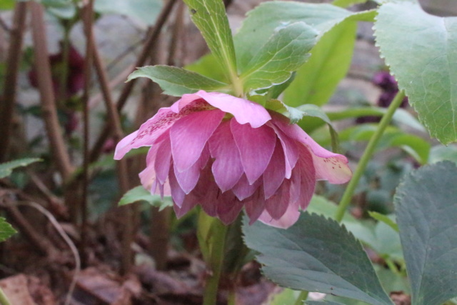 Helleborus orientalis et ses hybrides  Healle10