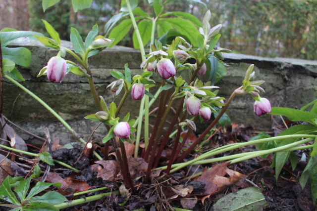 Helleborus - les hellébores, ou ellébores  - Page 8 Hel_td11