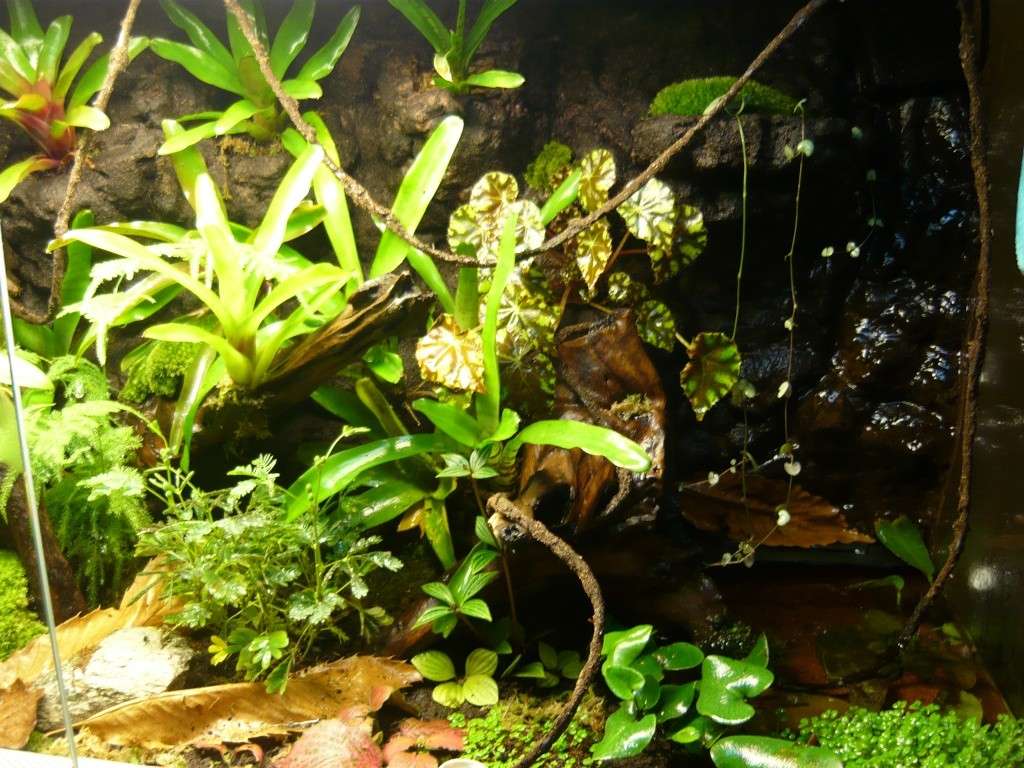 Aquaterrarium Vark (Achevé) Terra310