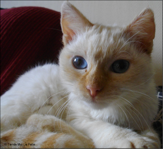 Barry Rebaptise Gribouille Chaton Croise Siamois Roux Beige De 6 Mois Barry Rebaptise Gribouille Chaton Croise Siamois Roux Beige De 6 Mois