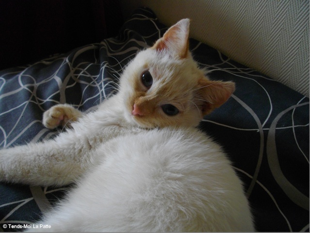 Barry Rebaptise Gribouille Chaton Croise Siamois Roux Beige De 6 Mois Barry Rebaptise Gribouille Chaton Croise Siamois Roux Beige De 6 Mois