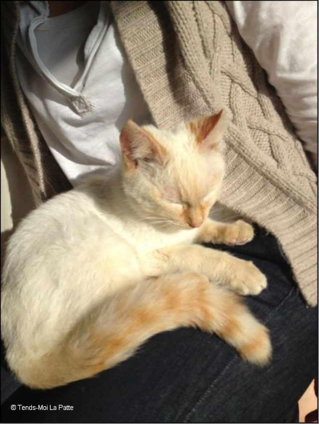 Barry Rebaptise Gribouille Chaton Croise Siamois Roux Beige De 6 Mois