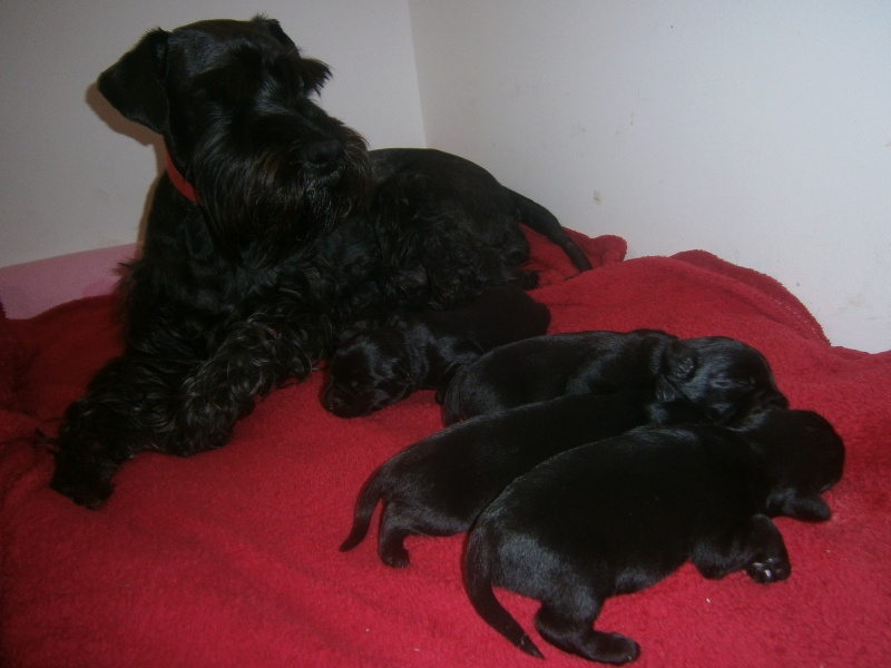 STANDARD BLACK SCHNAUZERS - NEW LITTER  P4220010