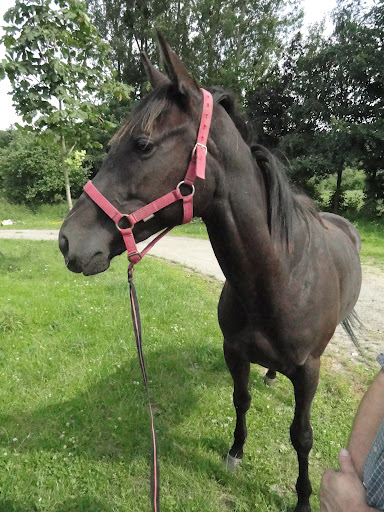 EQUIDE: ALYA des Buneaux, à adopter DEPT 35 Alya210