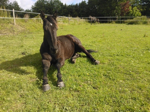 EQUIDE: ALYA des Buneaux, à adopter DEPT 35 Alya310