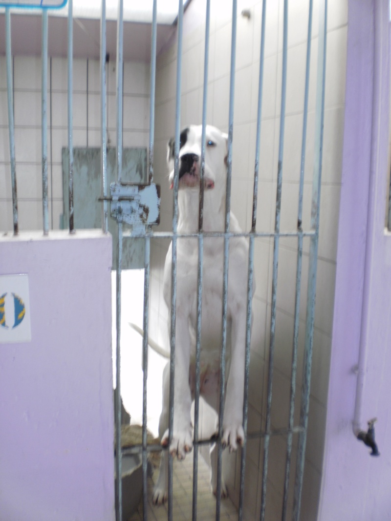Urgence EUTHA , proche Goa femelle dogue argentin 13 mois est en fourrière Goa10