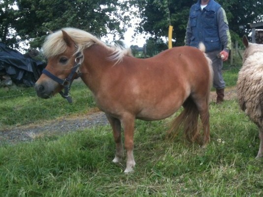 Ninon mini shetl à adopter dept 35 ADOPTEE Ninon210