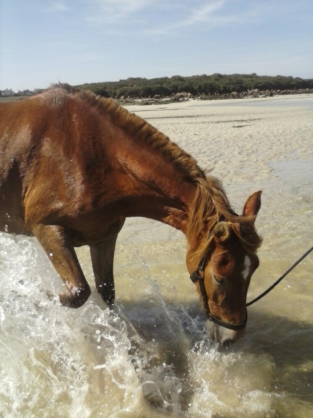 Rivièra, ponette ONC, dept 29 Rivier11