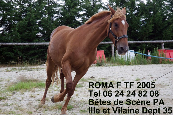 Roma, jument TF PP asso BDS dept 35    ADOPTEE !!!!!!!! Roma_910