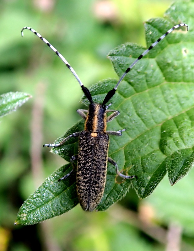 Agapanthia villosovirescens 1-p61710