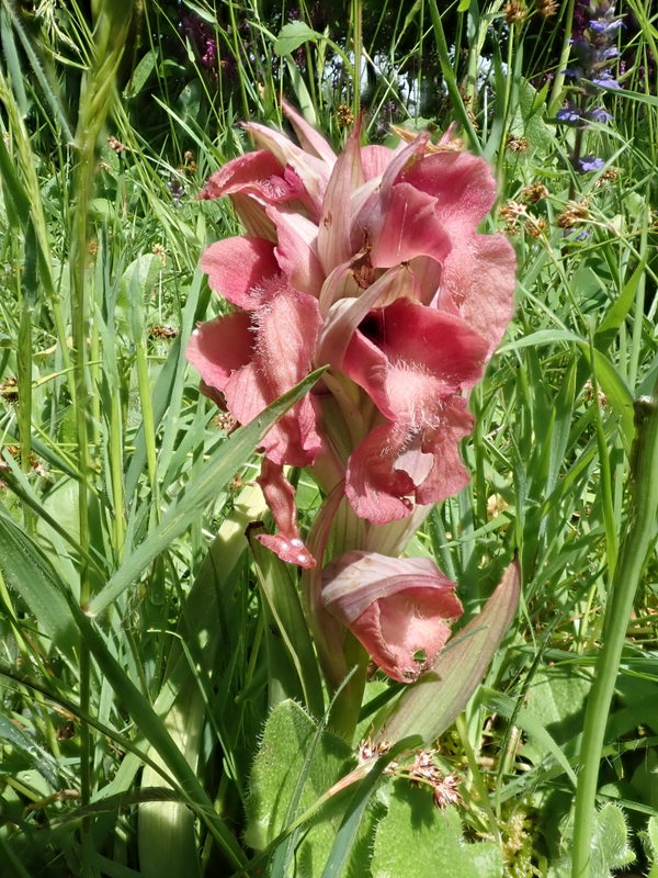 Orchidée ou pas : Serapias neglecta P4211710