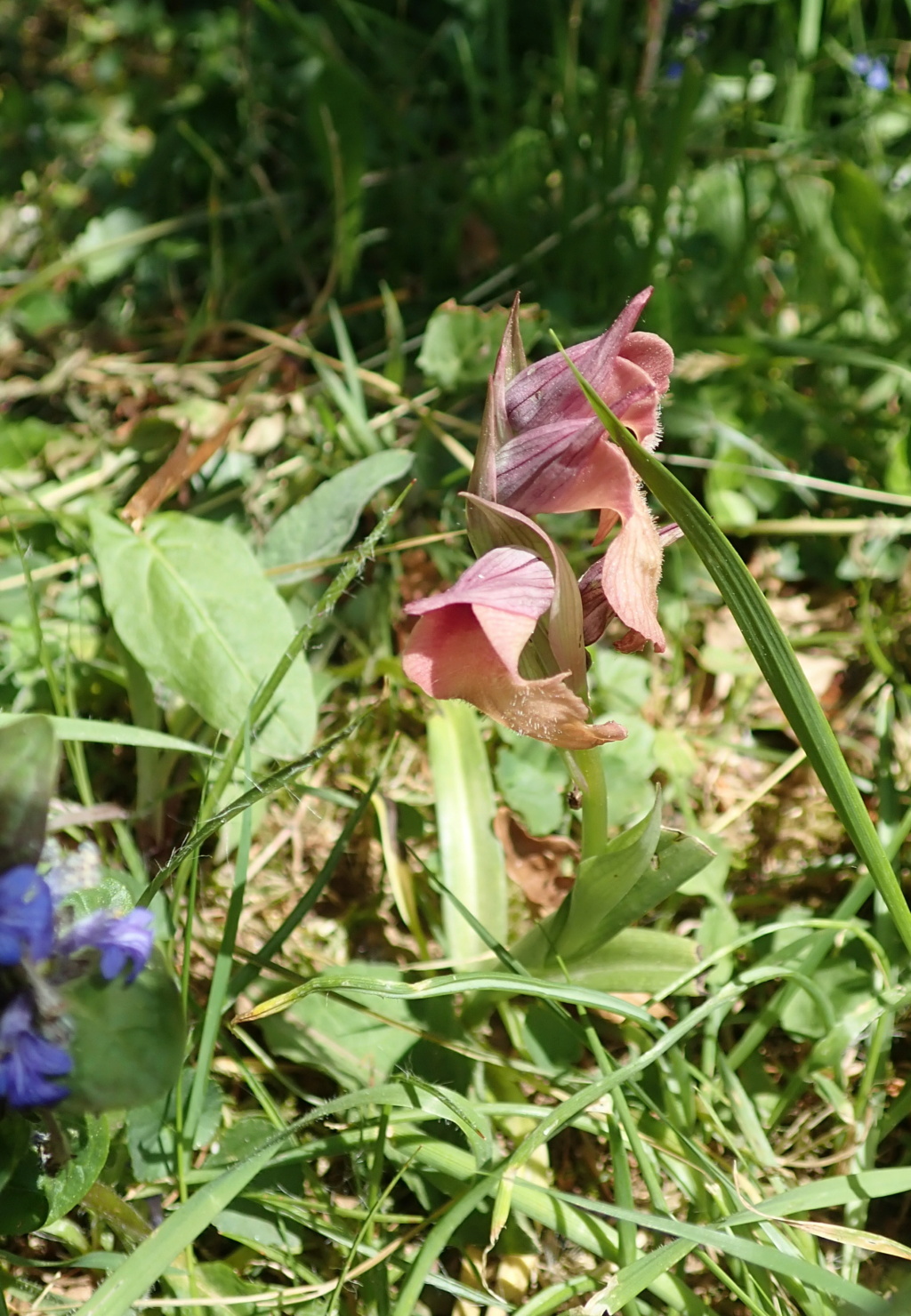 Orchidée ou pas : Serapias neglecta P5087011