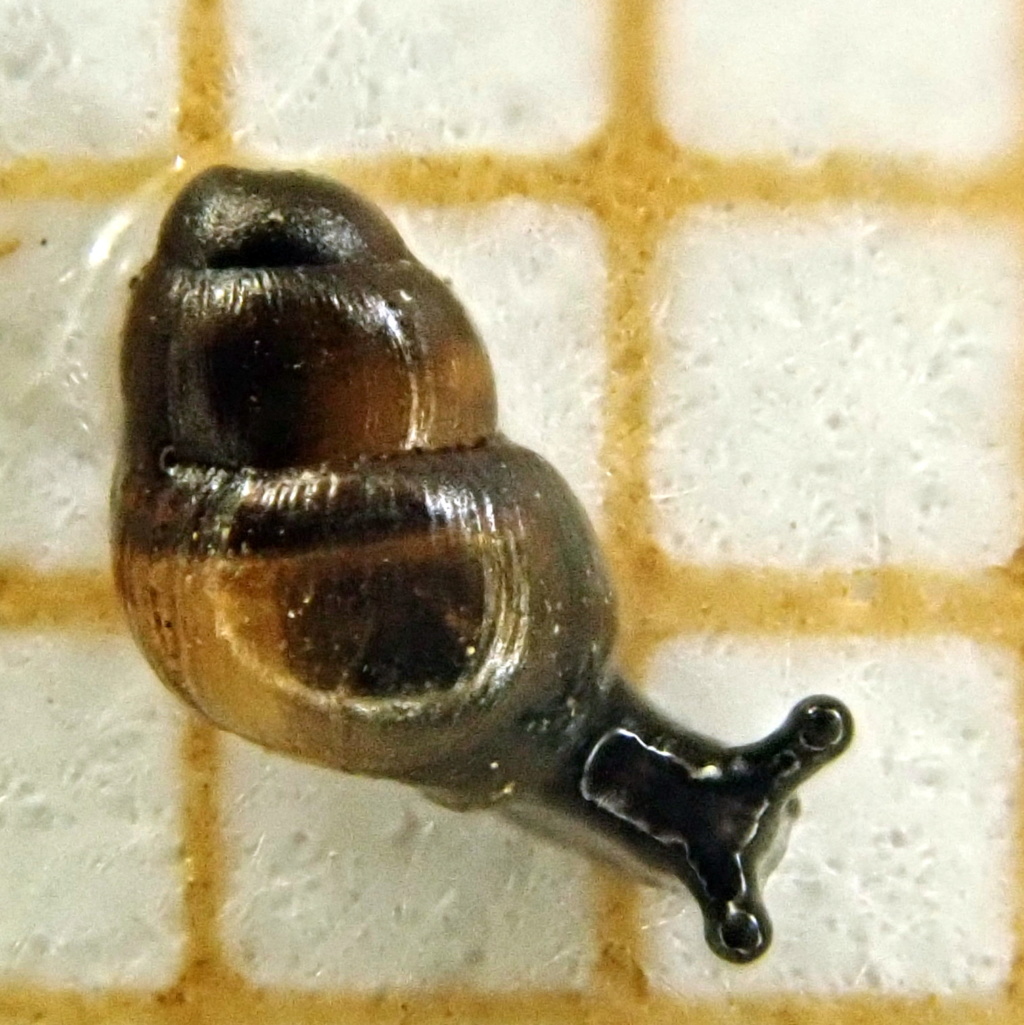 [Balea sp.] nano-escargot d'un potager finistérien P6305510