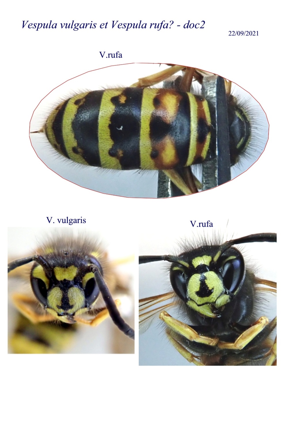Vespula-2 cas Vespul11