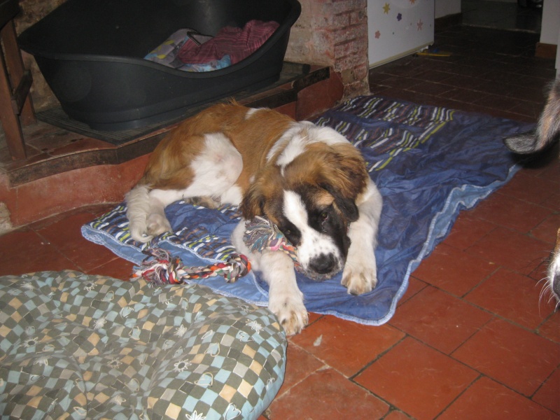 [résolu]Scooby, male saint bernard poil long 8 mois en FA Img_6328