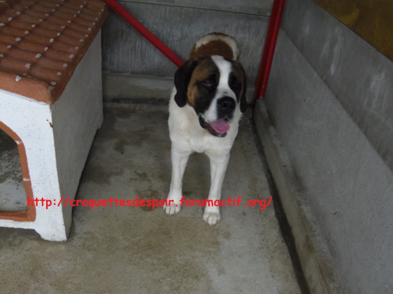 [résolu]FURIO St Bernard mâle - 08.11.2010 - poils courts - en famille d'accueil (44) Imgp0329