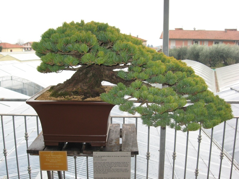 2ª Edizione - Bonsai sotto il cielo d'inverno - Generazioni a Confronto - Pagina 3 Img_1533