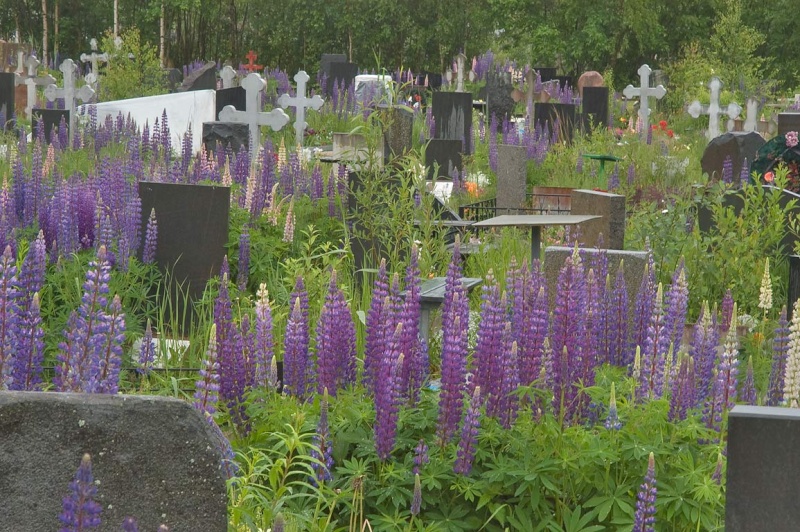 Какой цветок можно посадить на кладбище многолетние. Цветы растущие на кладбище. Кладбищенские цветы. Цветы которые растут на кладбище. Цветы для могилок многолетние.