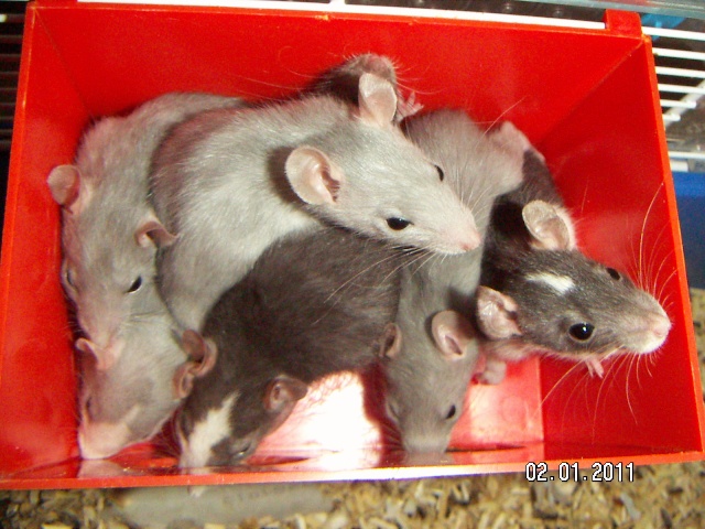 Rats noirs gris anthracites Pict0712