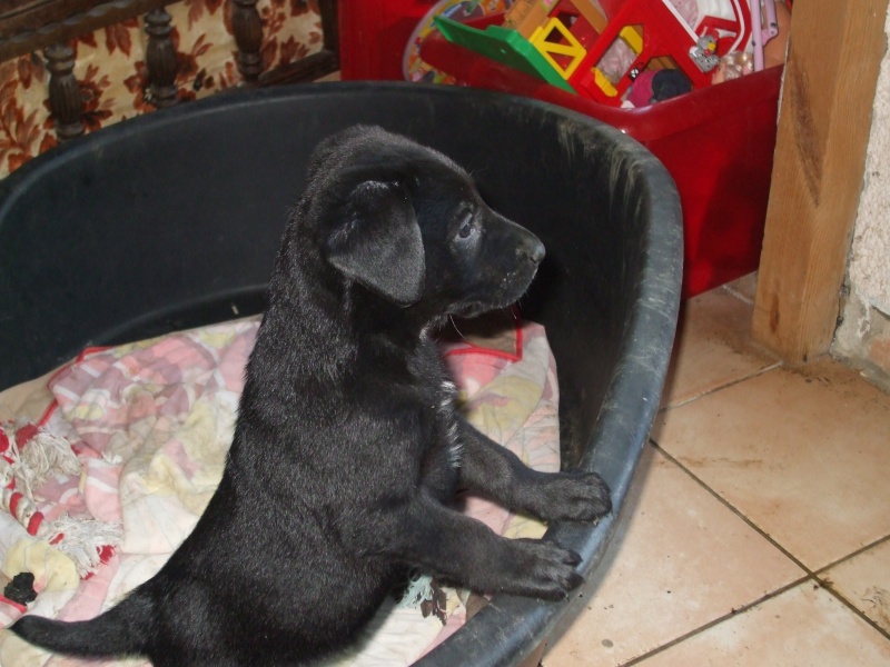 GARY - jeune chien- type labrador noir  Gray310