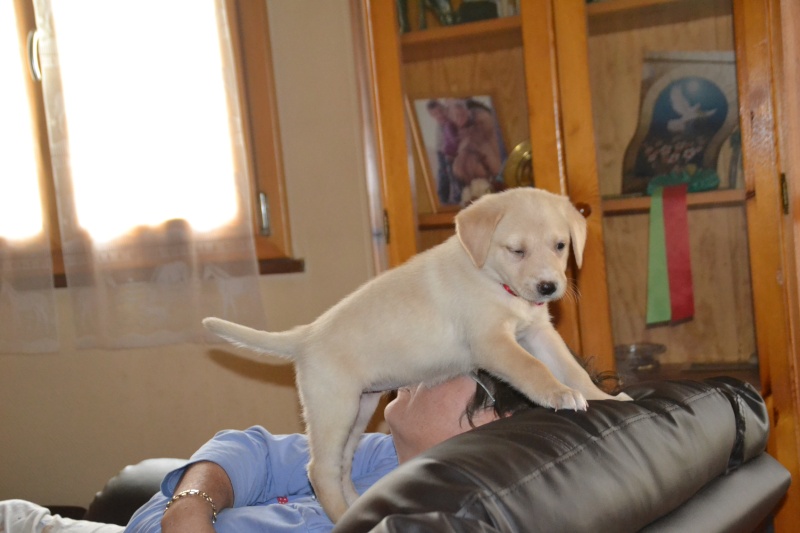 Country (anciennement GIMSY) - chiot femelle type labrador - 3 mois Gymsie11