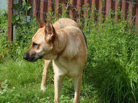 NESSA - femelle berger allemand 2/3 ans Sam_0513