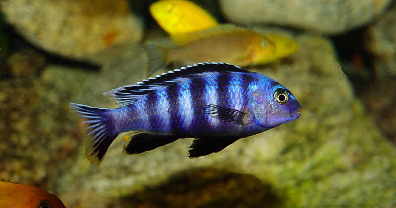  760 litres Malawi Mbuna & Haplos Imgp1213