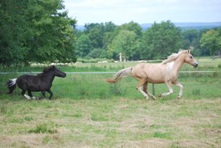 dpt 42 - TROP BELLE double ponette ONC - sauvée par Crisma !!!!! (Fév 2012) décédée James_10