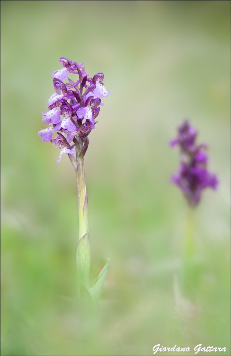 Anacamptis morio _dsc6911