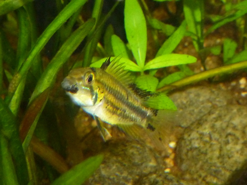 Apistogramma Cacatuoïdes f1 00811