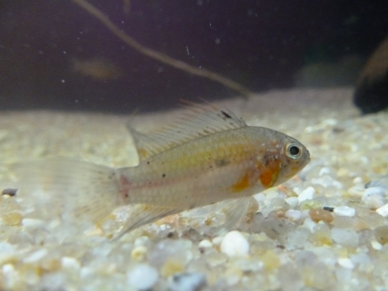 Apistogramma Cacatuoïdes f1 01214