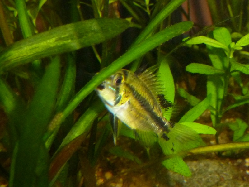 Apistogramma Cacatuoïdes f1 01413