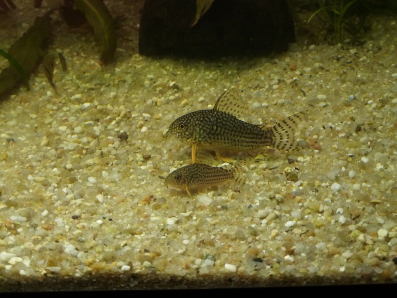 Mon 200l Amazonien ... 07210