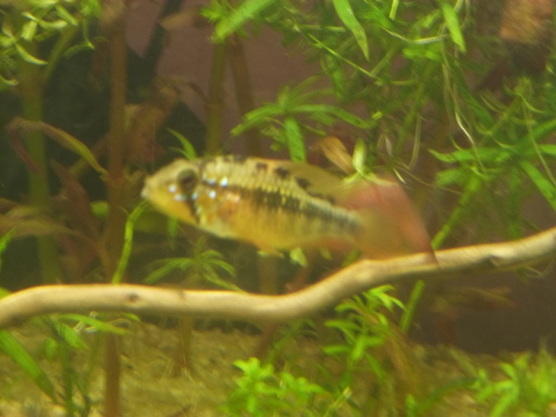 femelle apisto viejita 07511