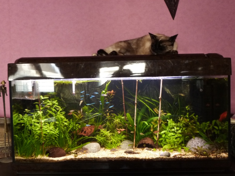 Mon 200l Amazonien ... - Page 4 23810