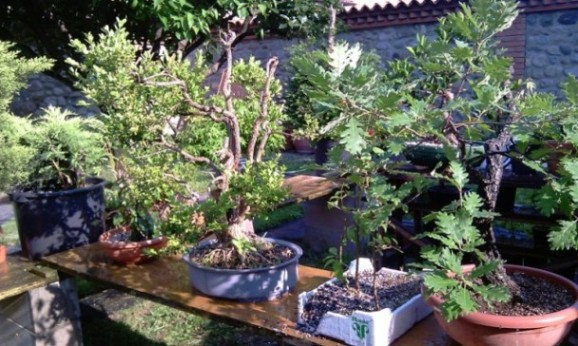 Dove coltiviamo i nostri bonsai - Pagina 12 Imag4528