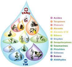 Ce qu'il faut savoir sur les huiles essentielles Consti10