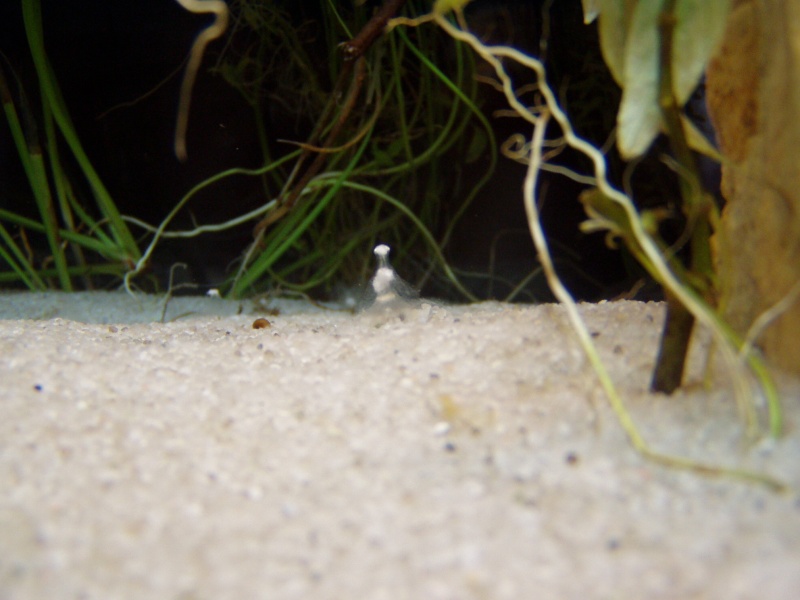 axolotl - fiche axolotl 01710