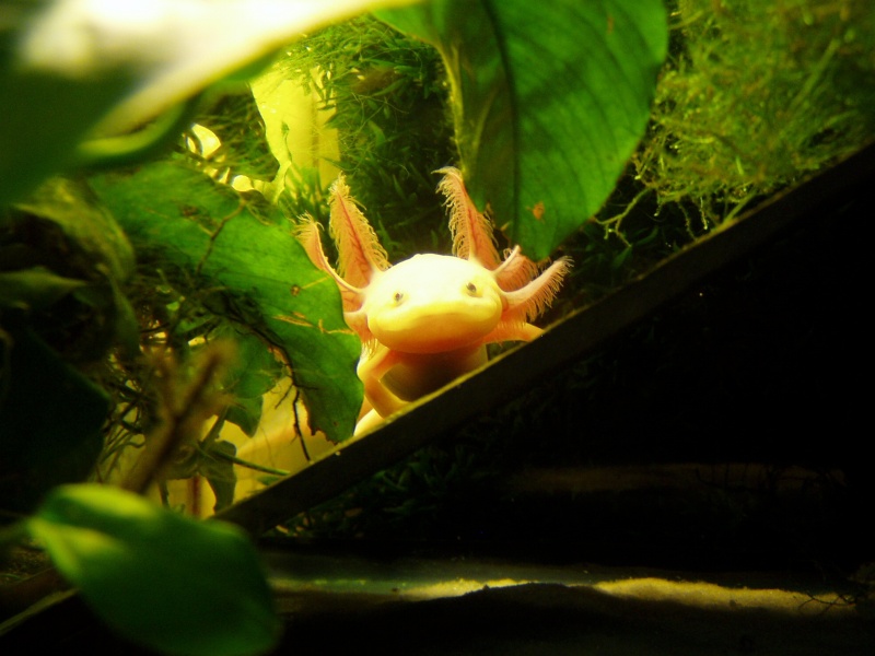 axolotl - fiche axolotl Forum_49