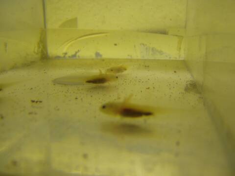 A Lot'l Axolotls - Œufs de crevettes en saumure AAA à 95 % de taux