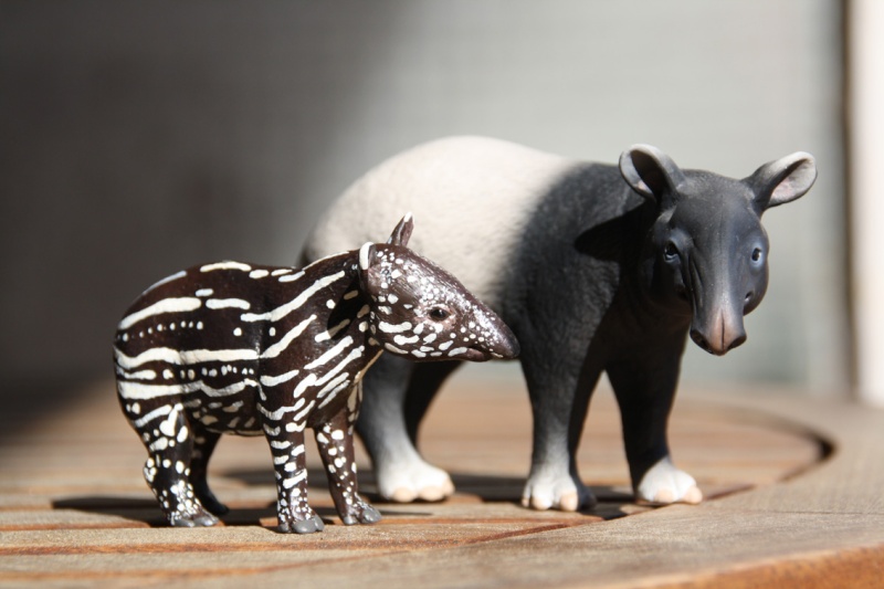 I received that wonderful tapir calf from Ana ... Imagen44