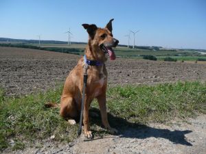 Nouvelles des chiens partis le 9 mai pour l'allemagne et l'autriche - Page 3 Tina510