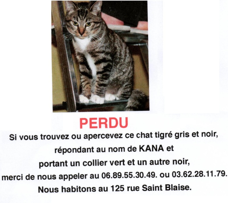 perdu chat du nom de KANA à Tourcoing Cjcgk11