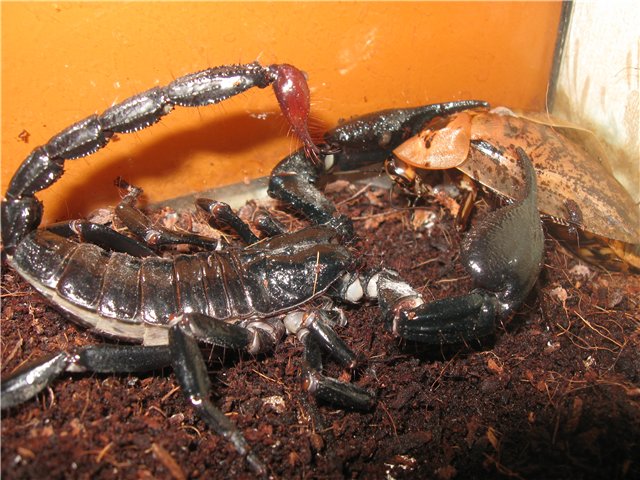 Malaysian Black Scorpion – Detailed Guide: Care, Diet, and Breeding -  Shrimp and Snail Breeder
