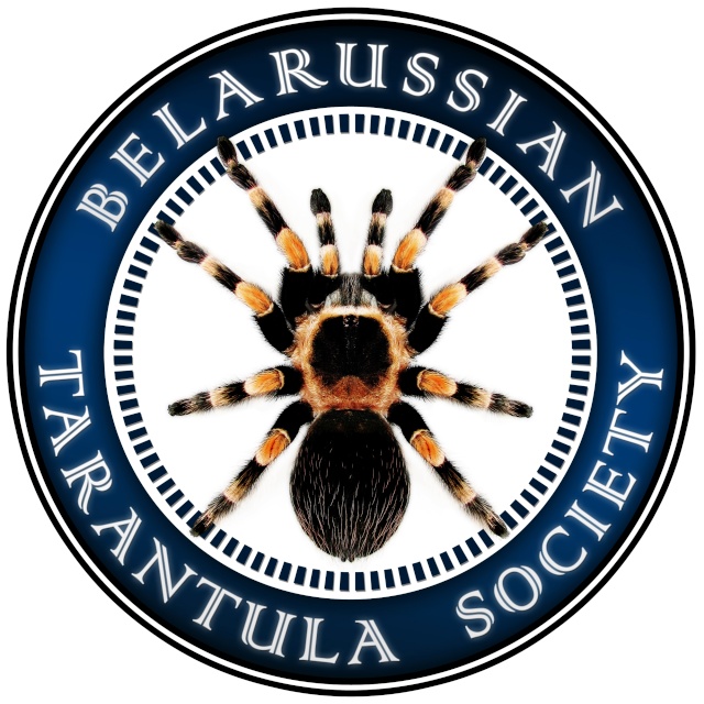 Футболки от Belarussian Tarantula Society! _pauk-10