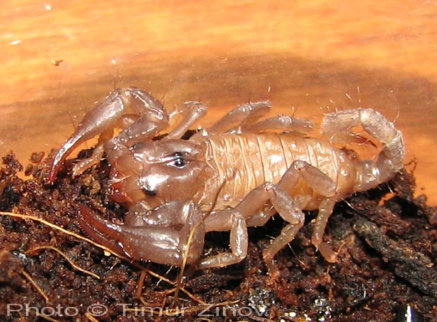 Heterometrus petersi - уникальный скорпион!!! Img_2812