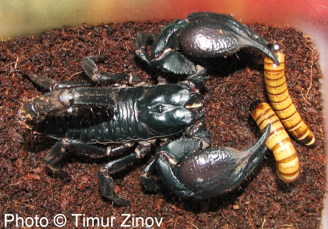 Heterometrus petersi - уникальный скорпион!!! Img_4119