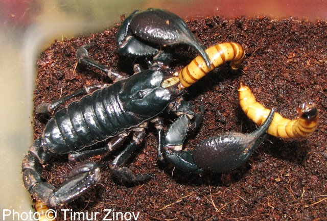 Heterometrus petersi - уникальный скорпион!!! Img_4120