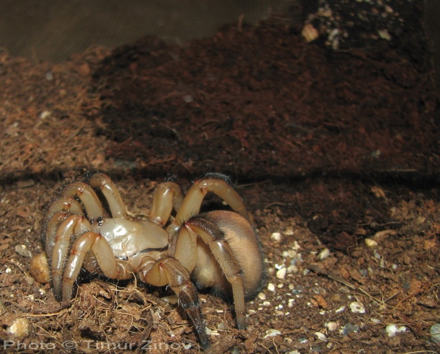 Ctenolophus sp. (Trapdoor spider) Trap210