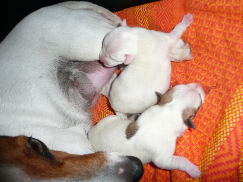 sono nati i cuccioli di Milly.... P1130914
